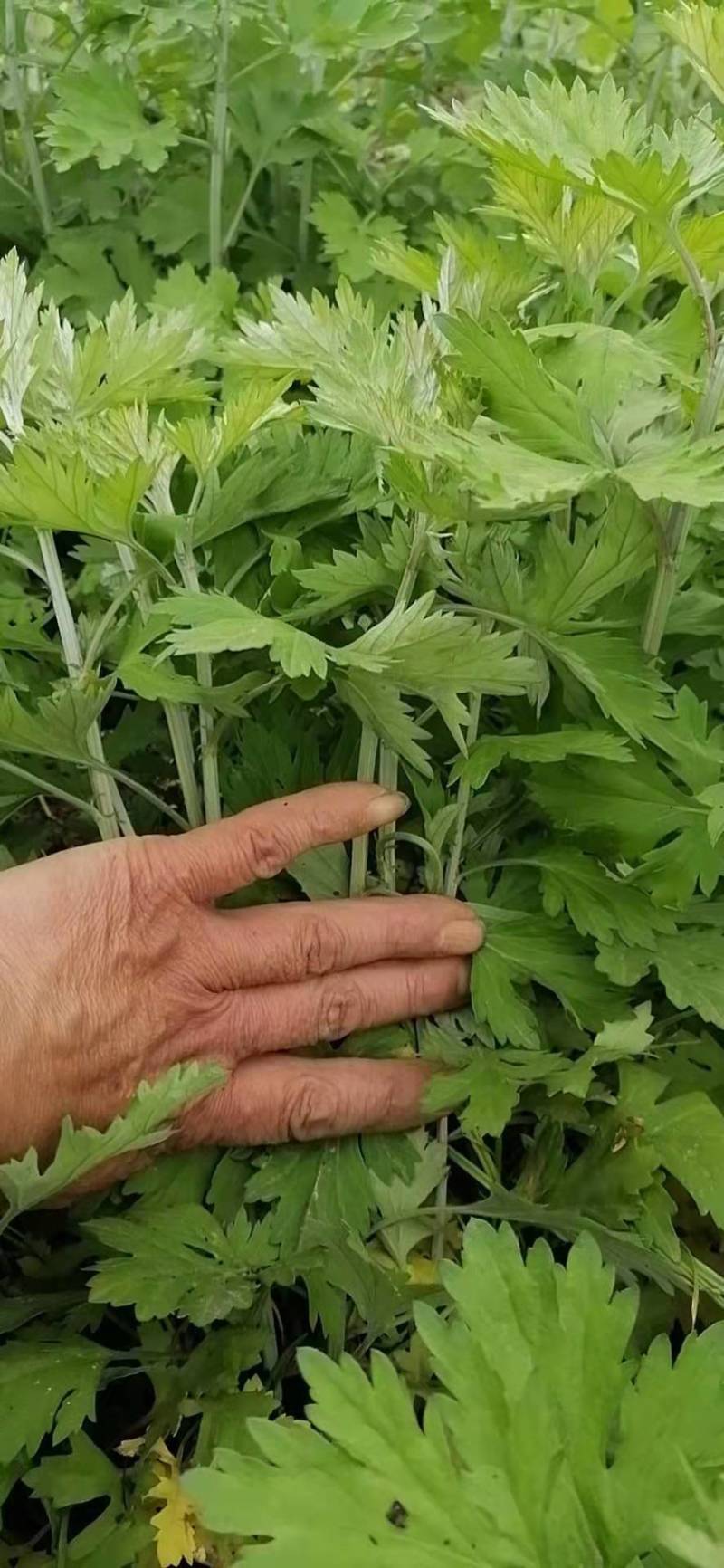 艾草苗正宗大叶四季种植带叶艾苗发货药用艾草苗产量高出绒率