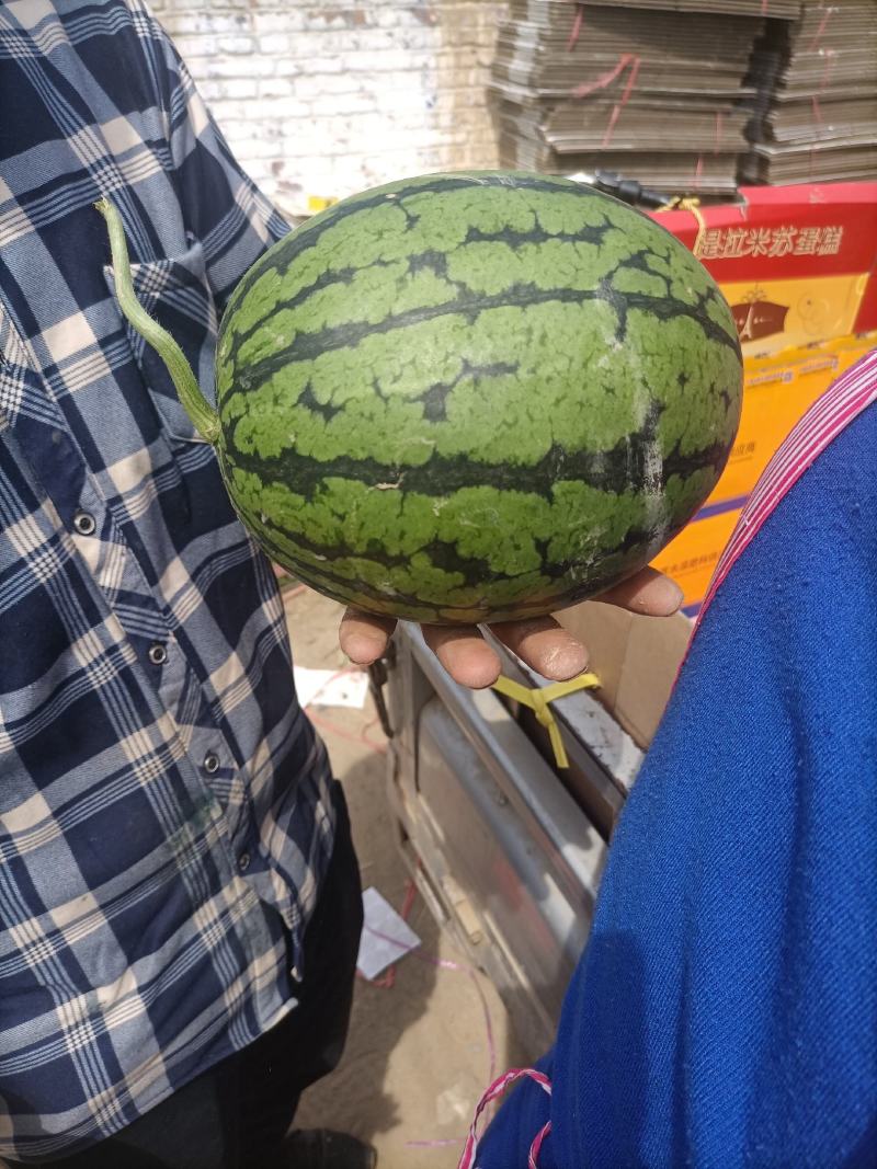 早春红玉万亩基地，产地直销直发一手货源口感翠甜