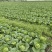 精品黄心白菜基地一手货源无烧心无抽苔无麻点水分低耐运输