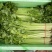 精品香芹，细条九两到一斤左右价格稳定！！
