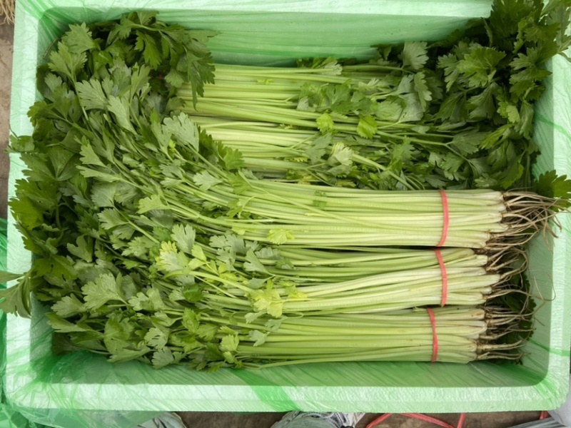 精品香芹，细条九两到一斤左右价格稳定！！