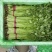 精品香芹，细条九两到一斤左右价格稳定！！