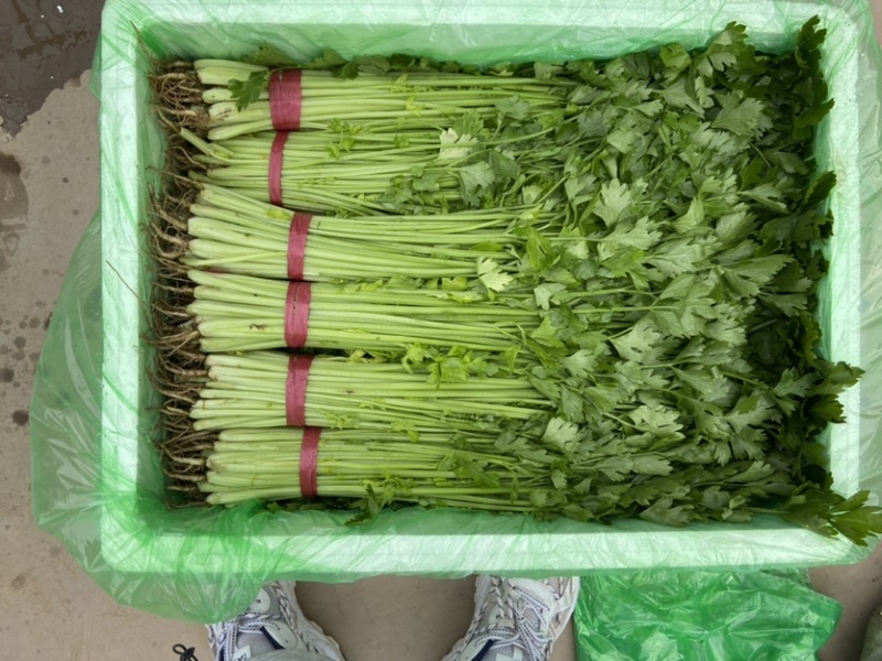 精品香芹，细条九两到一斤左右价格稳定！！