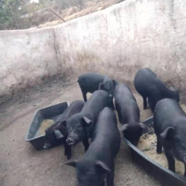 优质猪苗品质好抗冷行强，放养生态土黑猪苗，