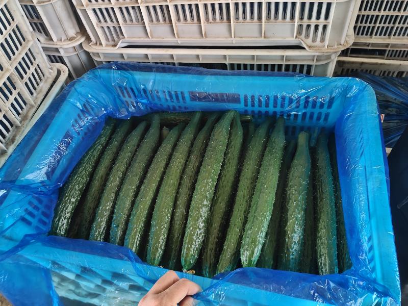 黄瓜已大量上市
