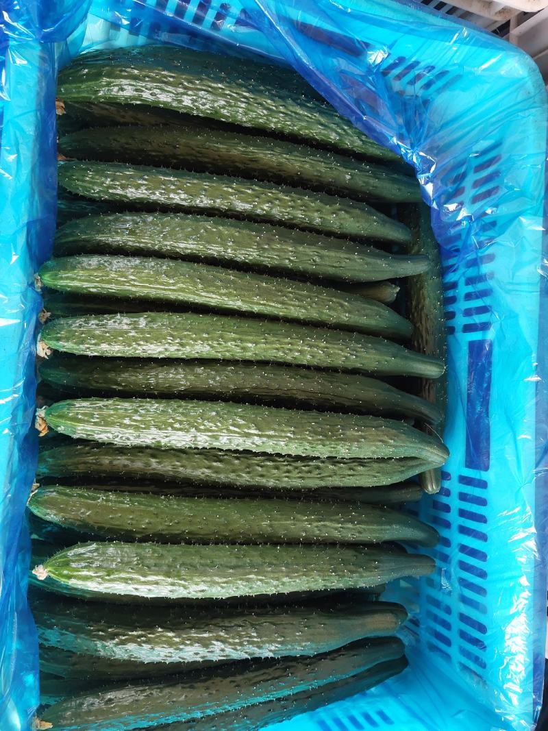黄瓜已大量上市
