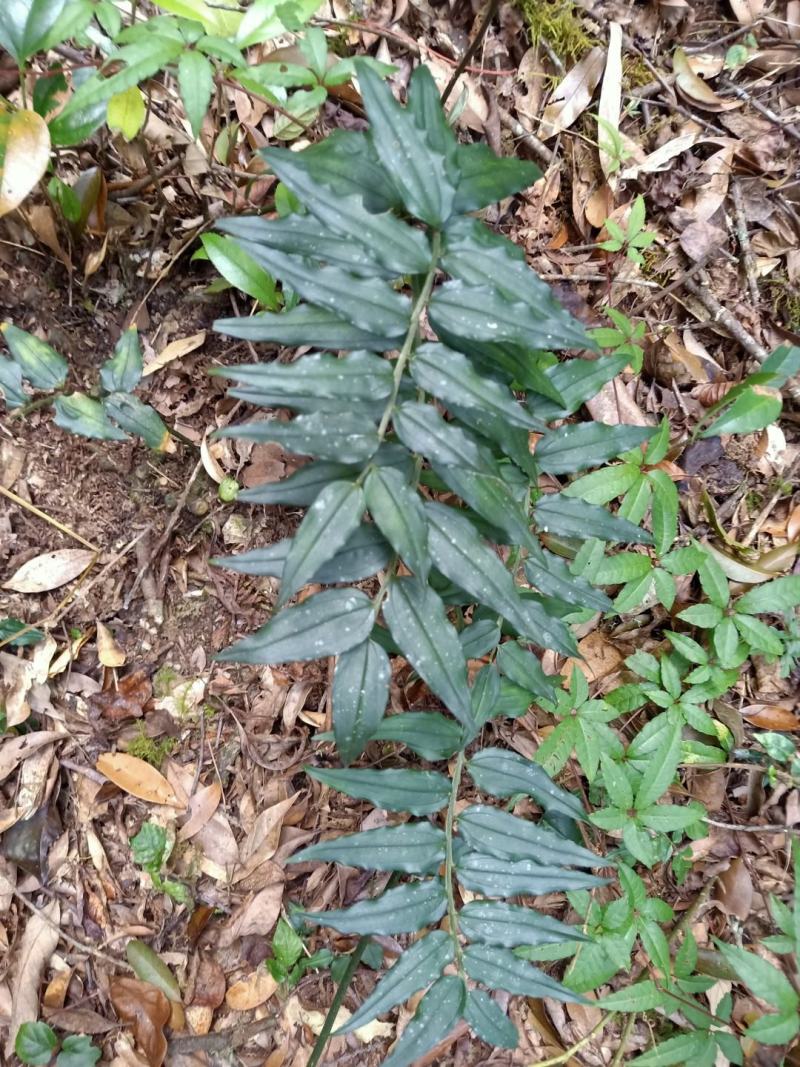 高海拔多年黄金竹根七鲜货，货源紧缺量不多需要的预定。