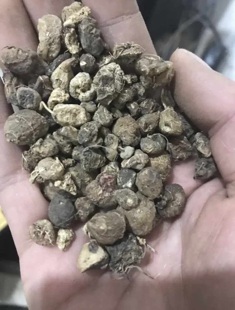 光慈姑山慈菇光慈菇白茨菇毛慈菇光茨菇冰球子