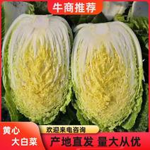 白菜韩国黄心白菜毛菜7斤以上，产地直发量大从优