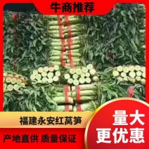 三青皮莴笋山东临沂郯城红莴苣1.5~2斤50~60cm