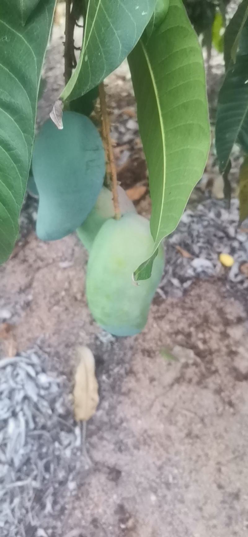 海南象牙，1块多一斤，有好几万斤。