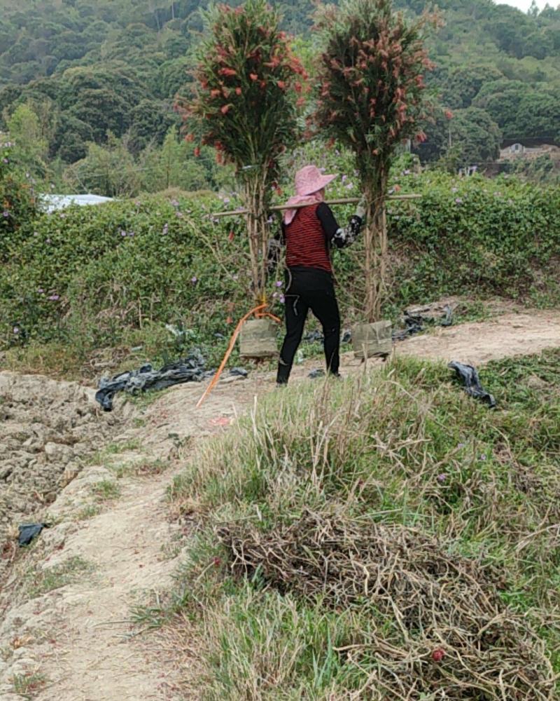 福建漳州基地丛生红千层欢迎全国老板前来考察洽谈
