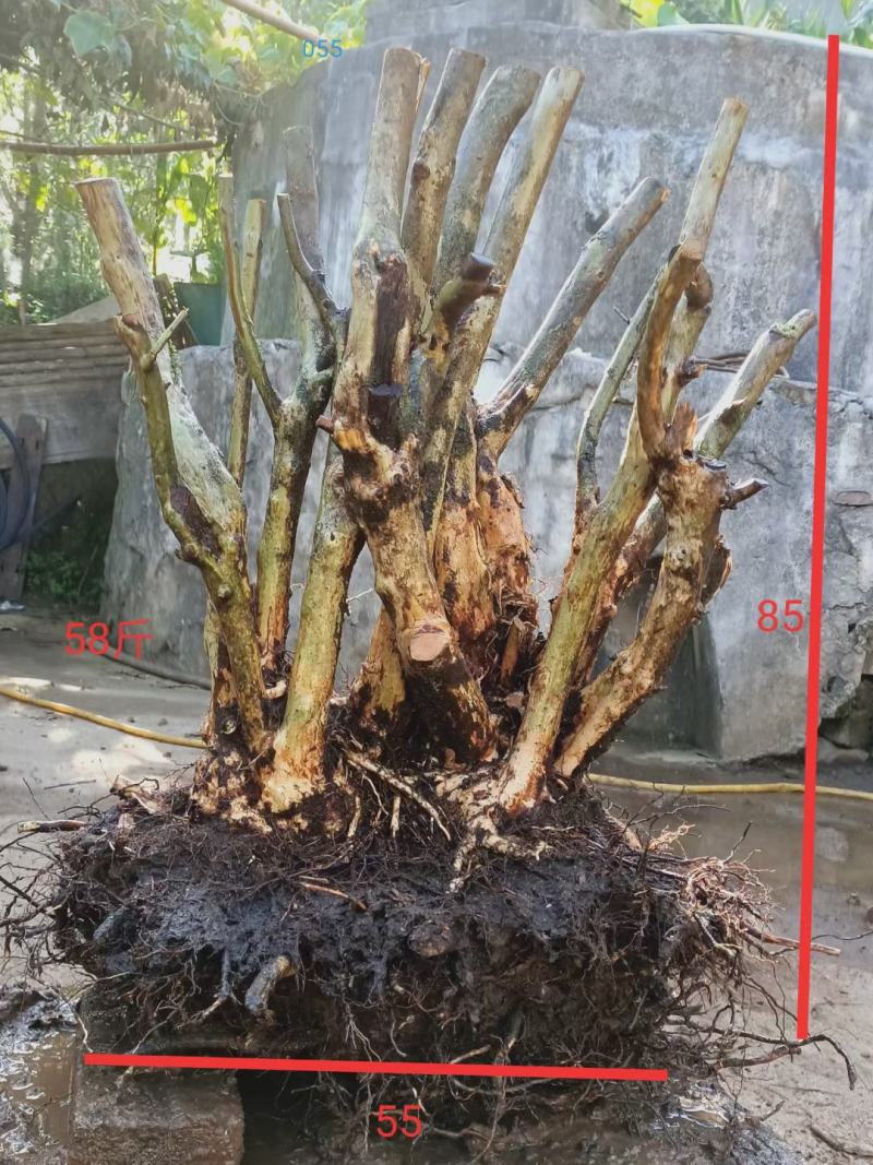 精品毛杜鹃丛林