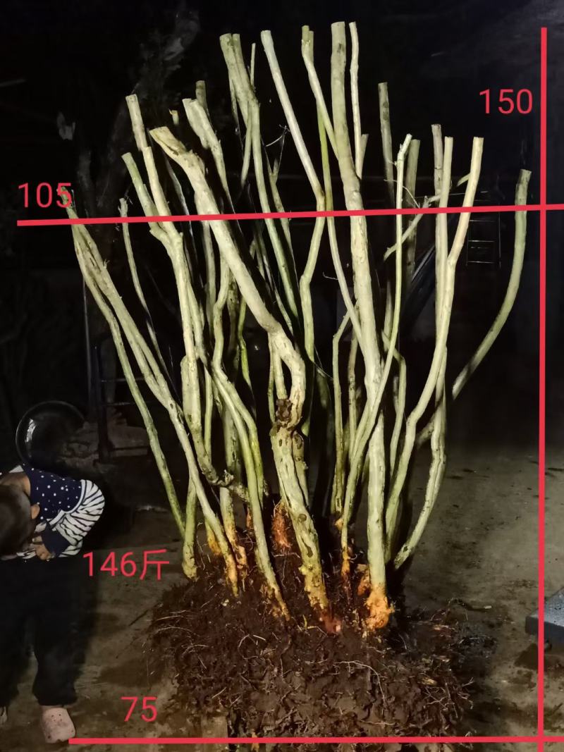 精品毛杜鹃丛林