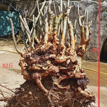 精品毛杜鹃丛林