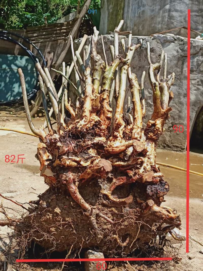 精品毛杜鹃丛林