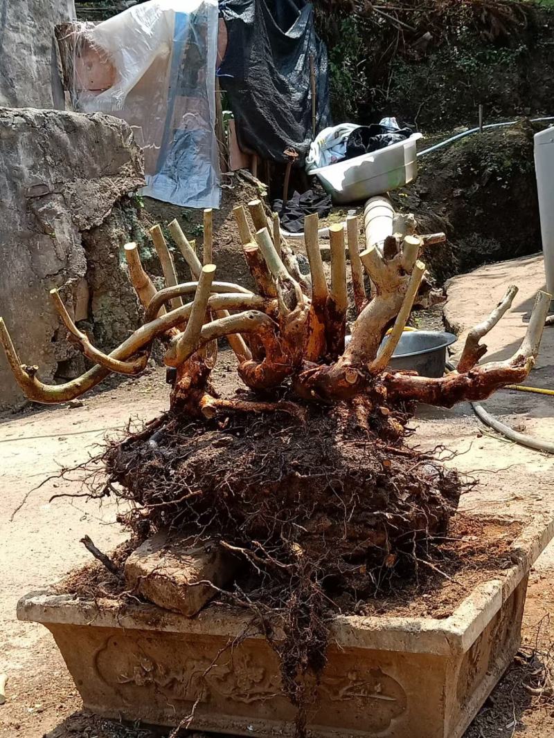 精品毛杜鹃丛林