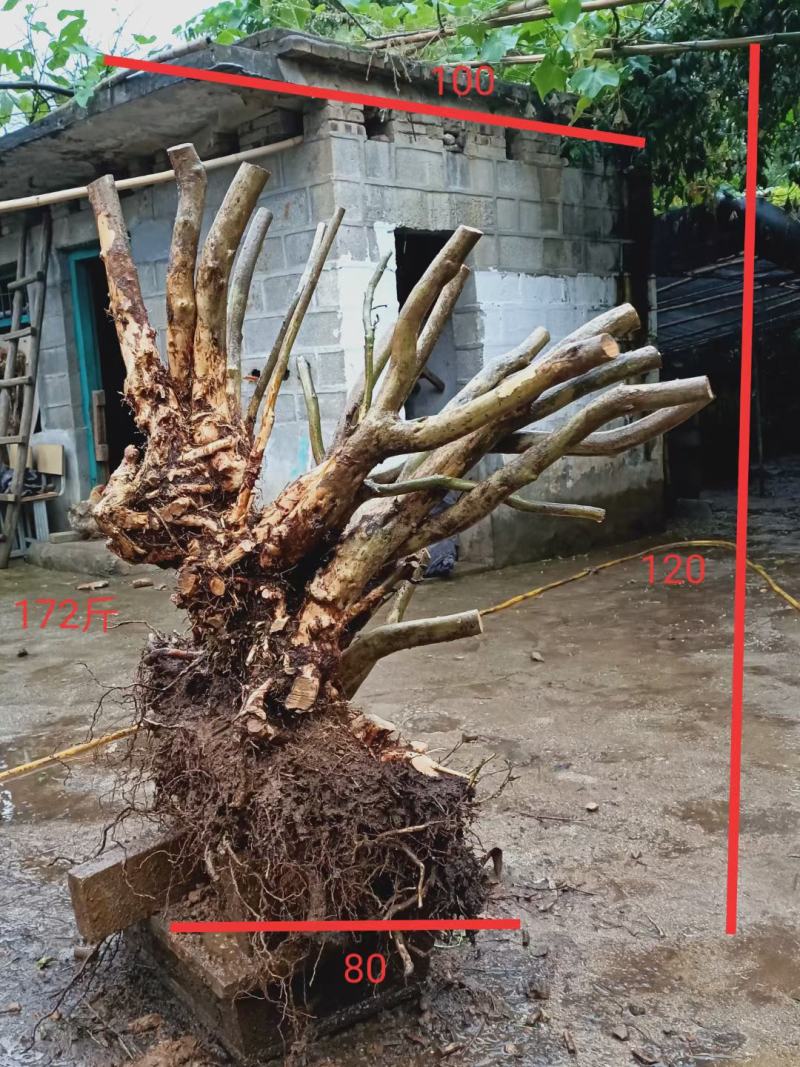 精品毛杜鹃丛林