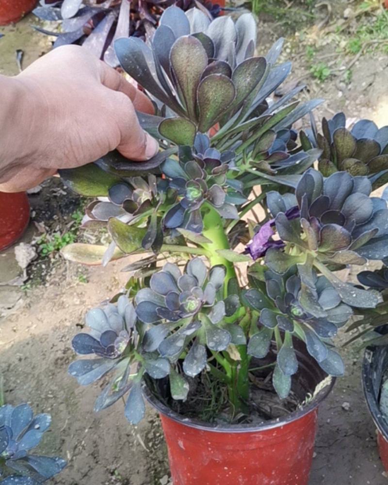 多肉植物法师灰法师质量有保证，欢迎新老客户选购