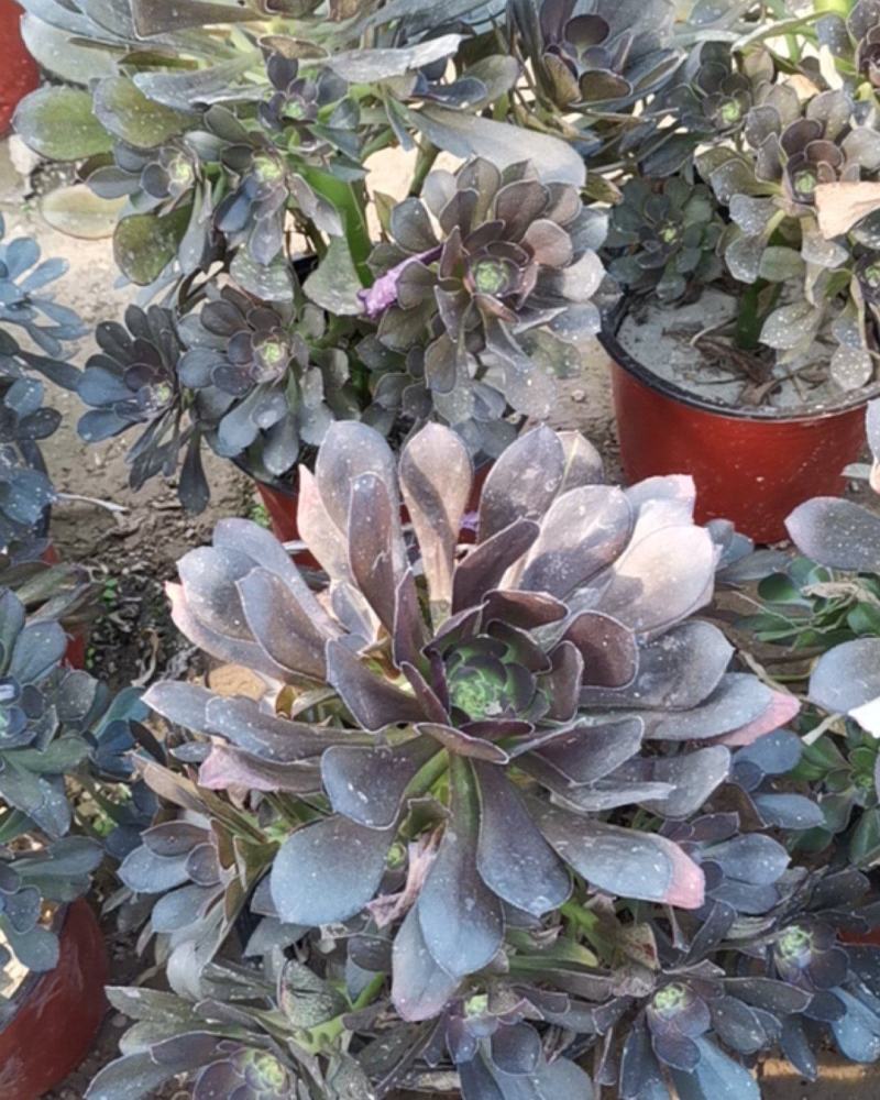 多肉植物法师灰法师质量有保证，欢迎新老客户选购