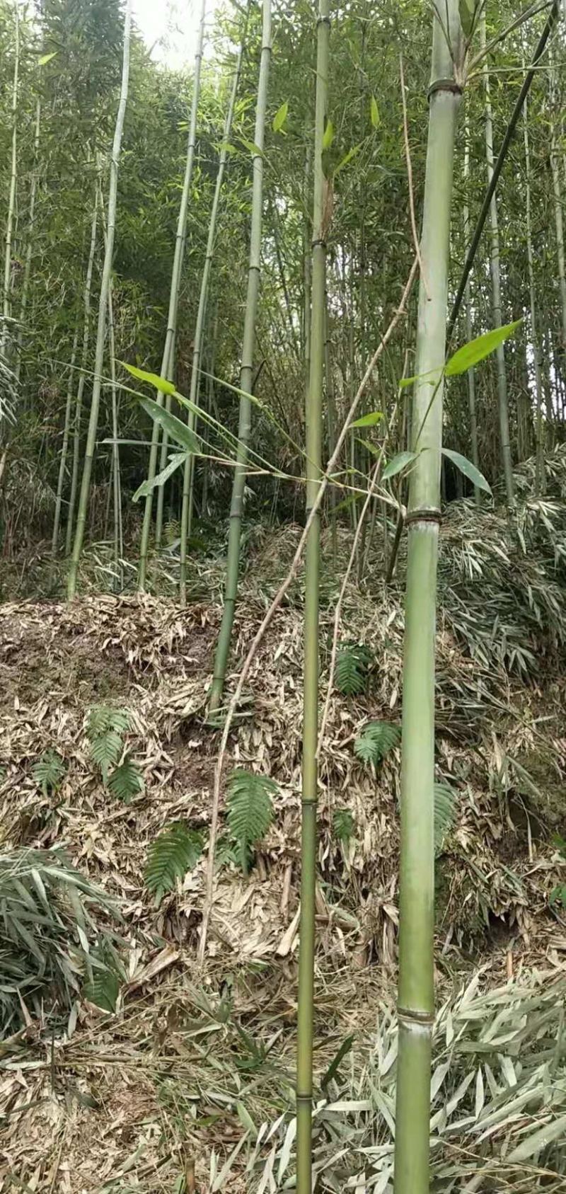 高山苦笋，不一样的口味