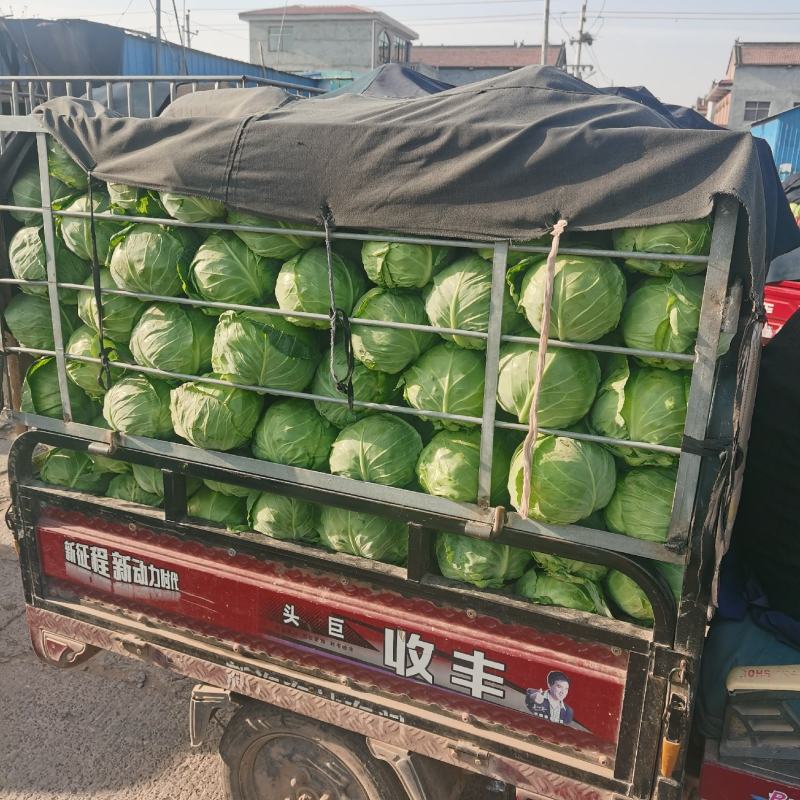 河南甘蓝，中甘甘蓝，基地直供。视频看货，线上保障交易。