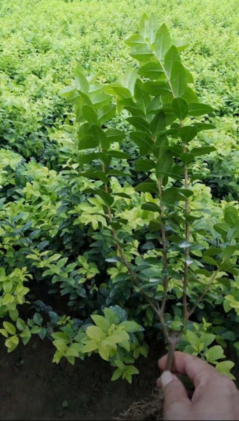 金叶女贞苗圃直发价格低质量好欢迎询价