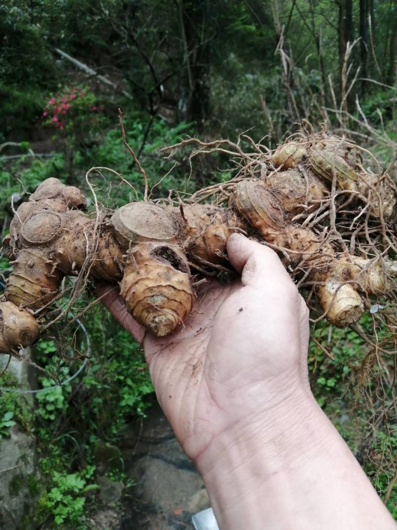 深山野生黄精多花姜形黄精甜黄精十年以上野生