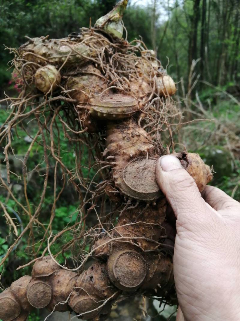 深山野生黄精多花姜形黄精甜黄精十年以上野生