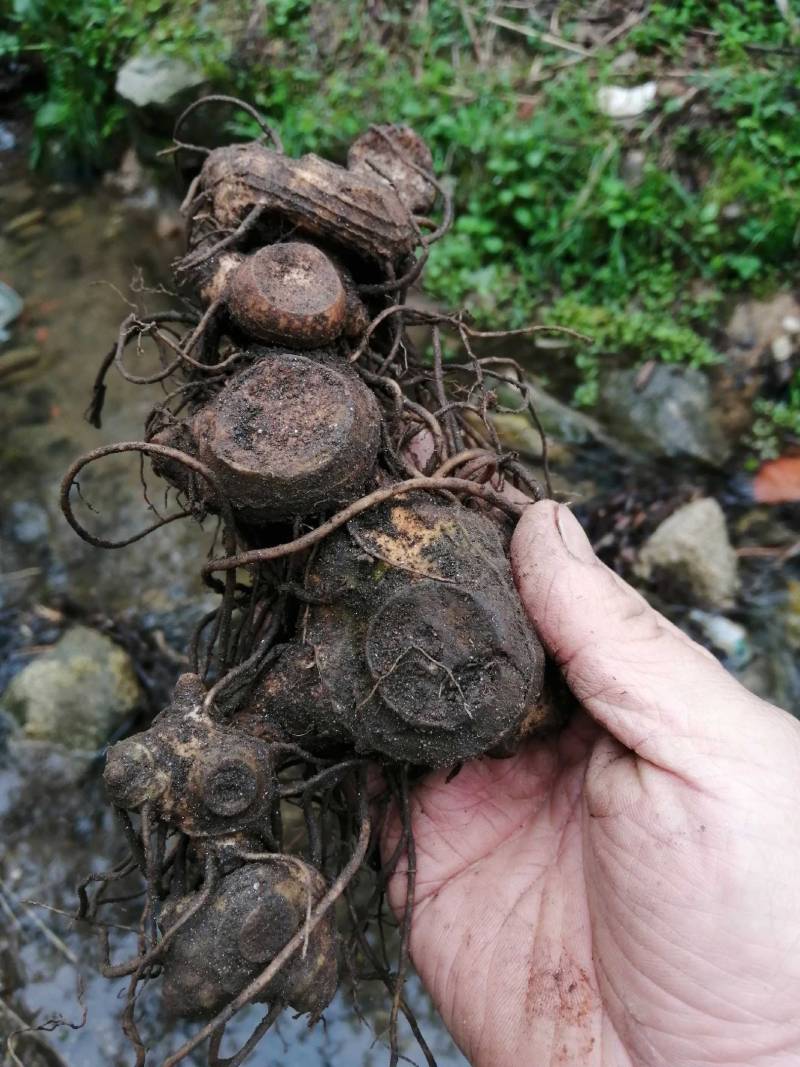 深山野生黄精多花姜形黄精甜黄精十年以上野生