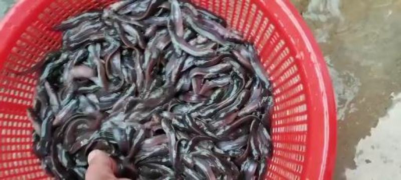 【火爆】三黄塘角鱼苗鲶鱼苗成活率高包技术可视频看货