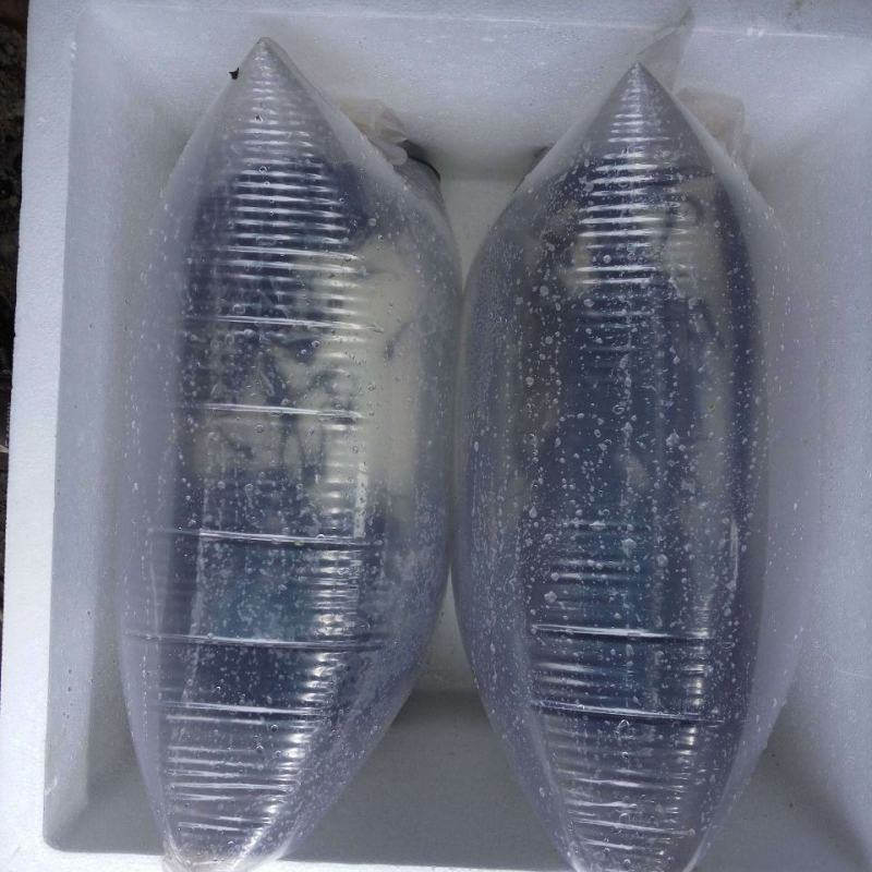 【火爆】三黄塘角鱼苗鲶鱼苗成活率高包技术可视频看货