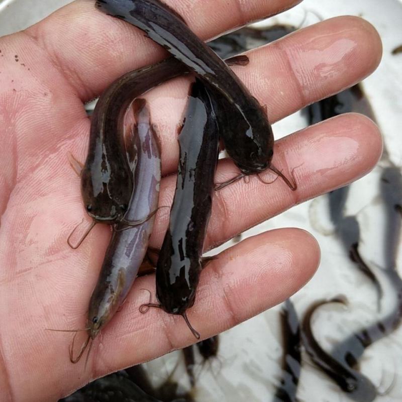 【火爆】三黄塘角鱼苗鲶鱼苗成活率高包技术可视频看货