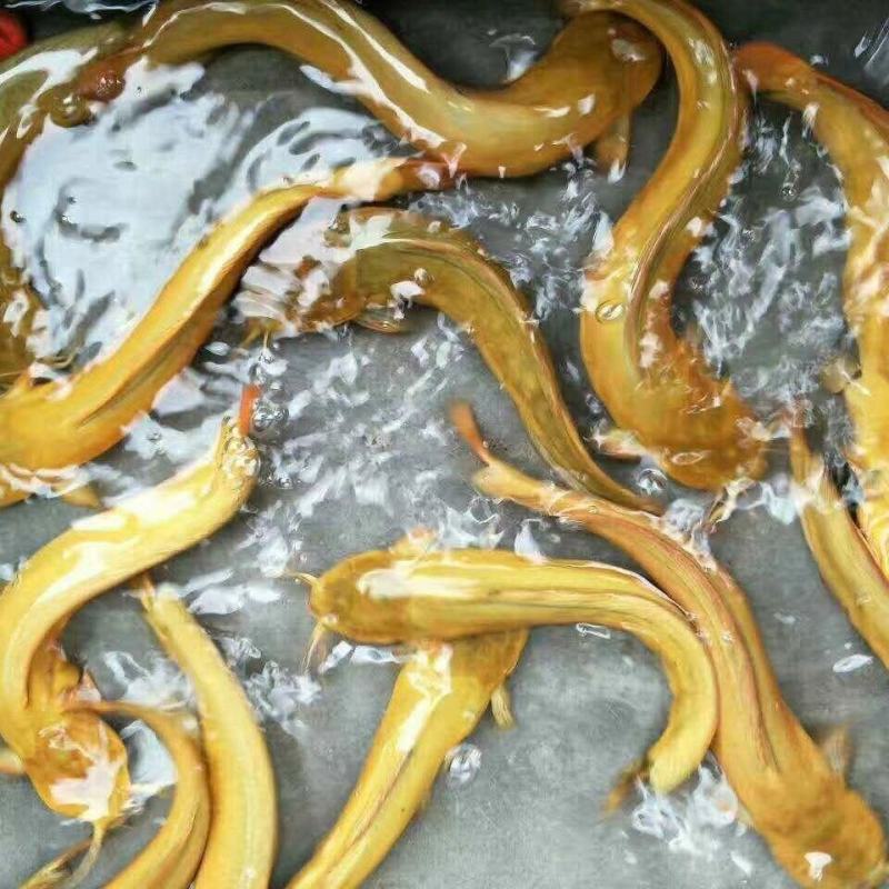 【火爆】三黄塘角鱼苗鲶鱼苗成活率高包技术可视频看货