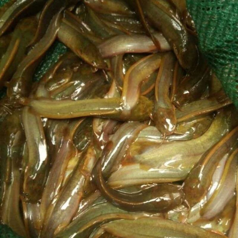 【火爆】三黄塘角鱼苗鲶鱼苗成活率高包技术可视频看货