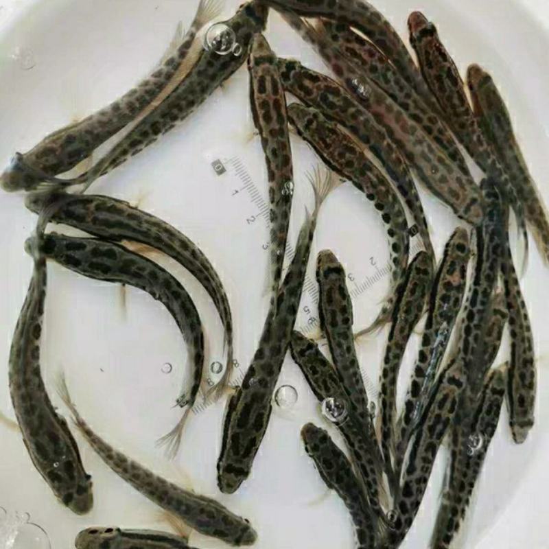黑鱼鱼苗，乌鱼鱼苗，生鱼鱼苗，财鱼鱼苗，杂交黑鱼苗，黑鱼