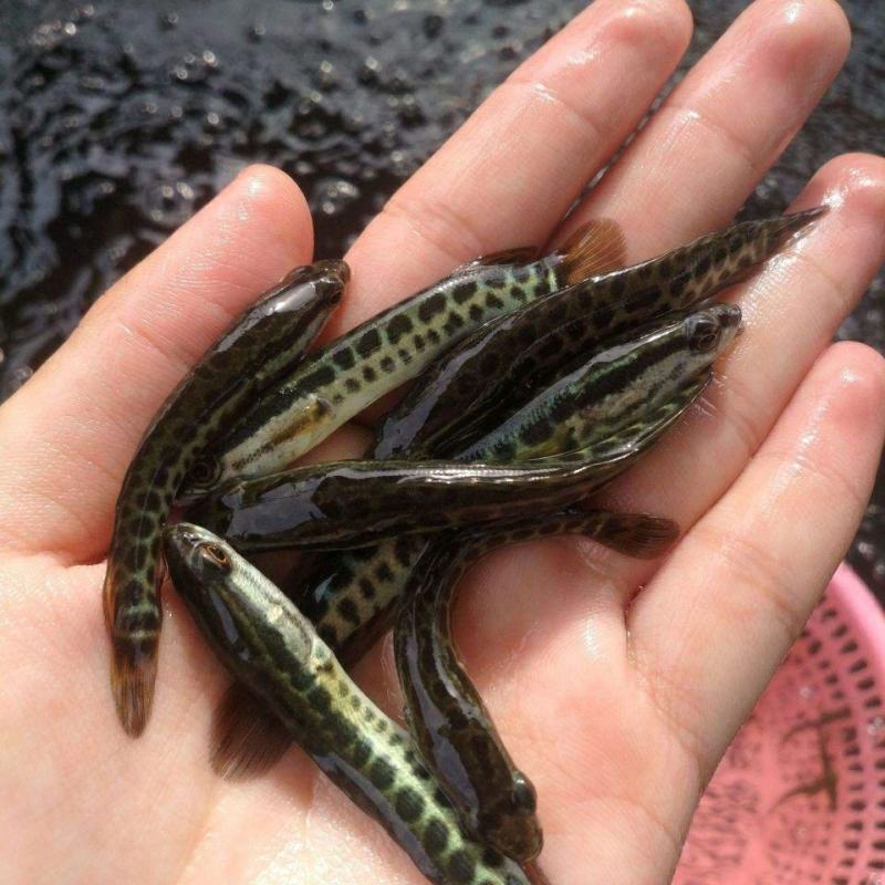 黑鱼鱼苗，乌鱼鱼苗，生鱼鱼苗，财鱼鱼苗，杂交黑鱼苗，黑鱼