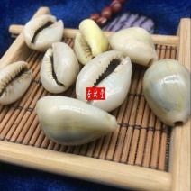 云南中药材紫贝齿包邮