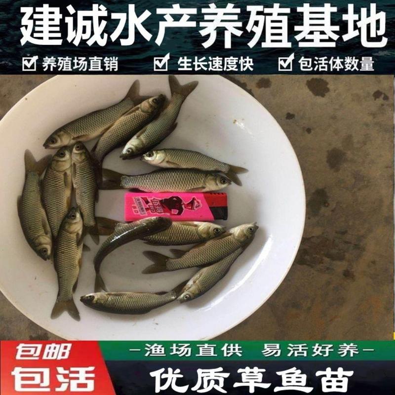 【精品】草鱼苗杂交草鱼鱼苗低价直供免费提供养殖技术
