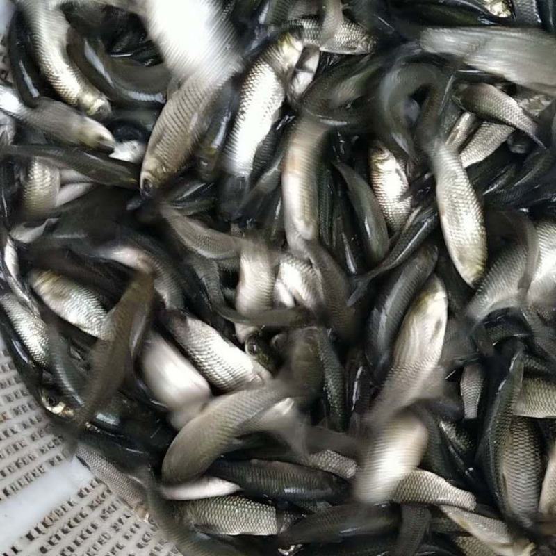 【精品】草鱼苗杂交草鱼鱼苗低价直供免费提供养殖技术