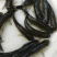 【精品】草鱼苗杂交草鱼鱼苗低价直供免费提供养殖技术