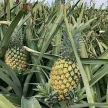 正宗徐闻菠萝
