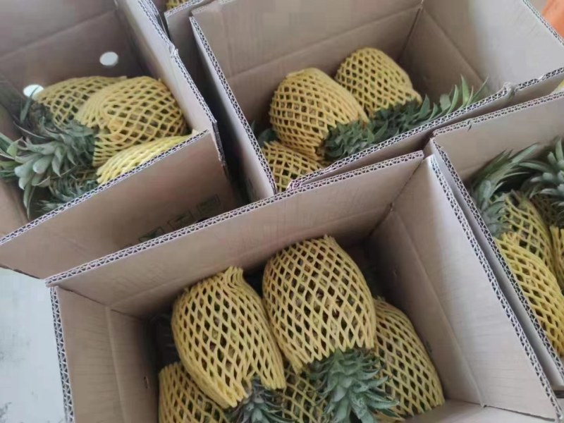 正宗徐闻菠萝