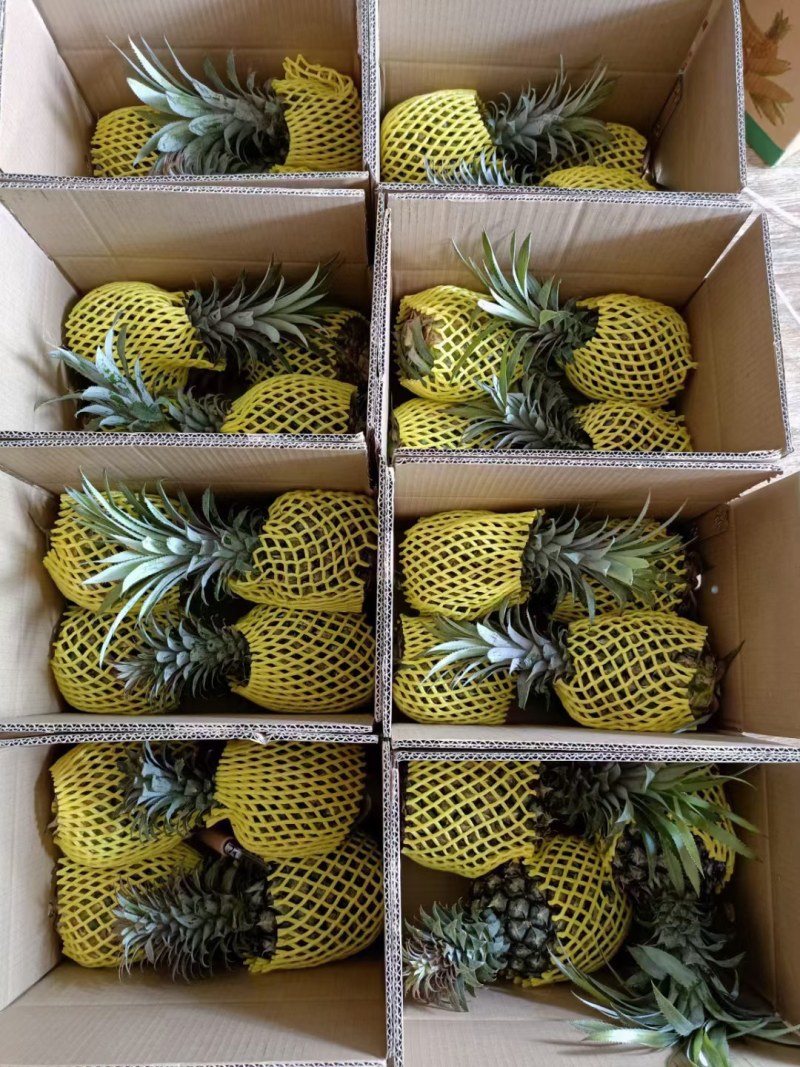 正宗徐闻菠萝