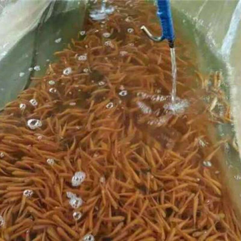 金丝鲩鱼苗，俄罗斯金草鱼苗，黄鲩鱼苗，江长金丝鲩鱼苗