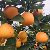 柑橘脐橙纽荷尔脐橙甜橙锦橙，果园直销，优质甜橙。。。
