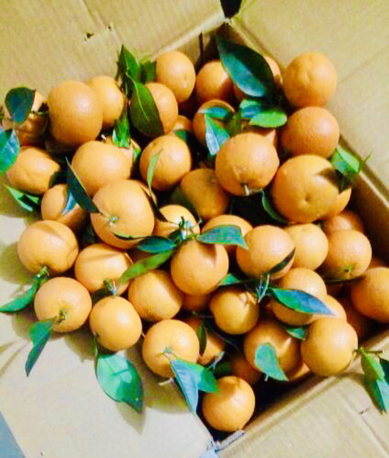 柑橘脐橙纽荷尔脐橙甜橙锦橙，果园直销，优质甜橙。。。