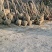 香橼树