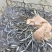 鳗鱼鱼苗,白鳗鱼苗,非洲鳗鱼苗,日本鳗鱼苗,鳗鲡鱼苗