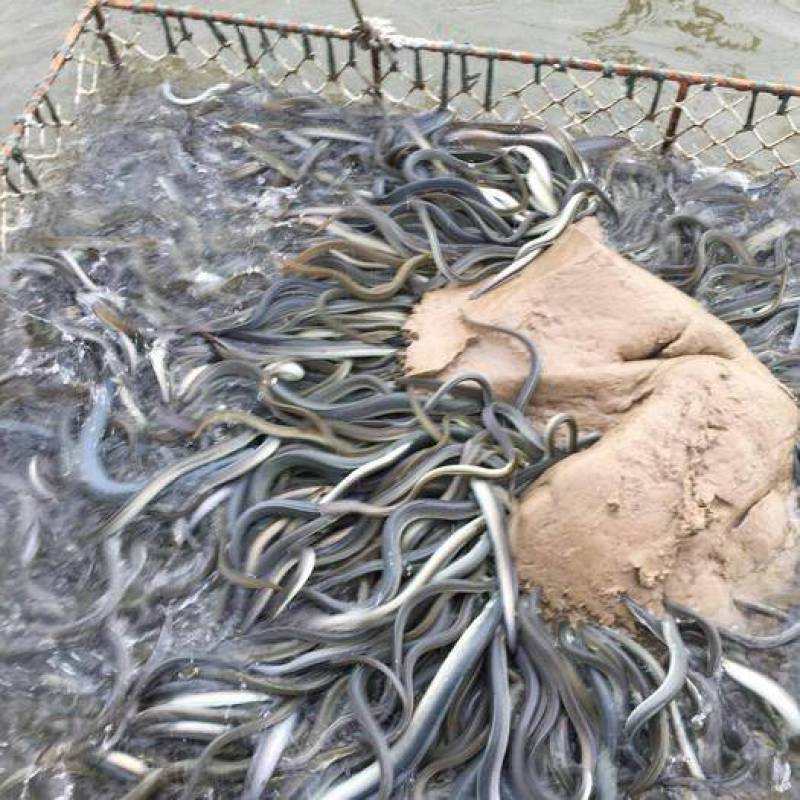 鳗鱼鱼苗，白鳗鱼苗，非洲鳗鱼苗，日本鳗鱼苗，鳗鲡鱼苗